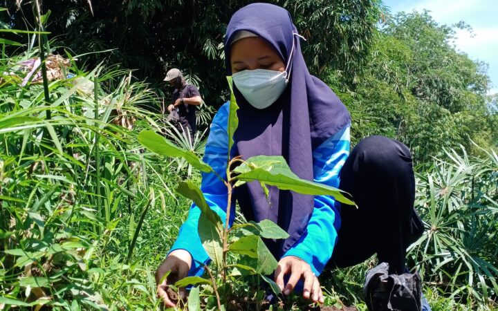 UNEJ KAMPUS LUMAJANG IKUT TERJUN LANGSUNG DALAM ACARA PENANAMAN POHON KETAPANG DI BANTARAN SUNGAI JATIROTO